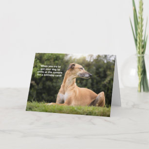 Tarjeta Funny Greyhound Dog Cumpleaños