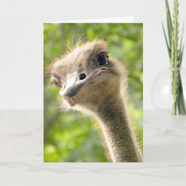 Tarjeta Funny Happy Birthday Card l Ostrich Photography (Anverso)