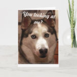 Tarjeta Funny Husky Birthday Card<br><div class="desc">Mira la hermosa husky de los ojos azules... ... ... ... ... ... ..</div>