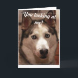 Tarjeta Funny Husky Birthday Card<br><div class="desc">Mira la hermosa husky de los ojos azules... ... ... ... ... ... ..</div>