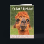 Tarjeta Funny Llama Wise Consejos Cumpleaños<br><div class="desc">Alguien un poco más allá de otro cumpleaños? ¡Envíen esta linda y entretenida tarjeta de llama para animarlos! Después de todo,  es sólo otro año,  y solamente mejoramos con la edad. Personaliza a tu gusto y disfruta. Fotos ©Christine Greenspan</div>