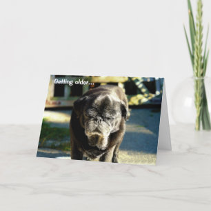 Tarjeta Funny Old Black Pug Birday Card