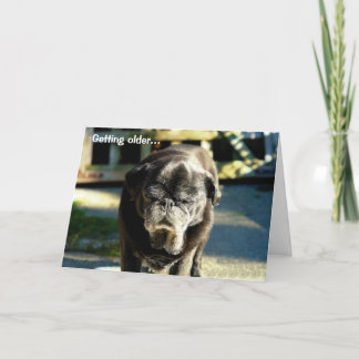 Tarjeta Funny Old Black Pug Birday Card