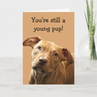 Funny Pitbull Puppy Birday Card