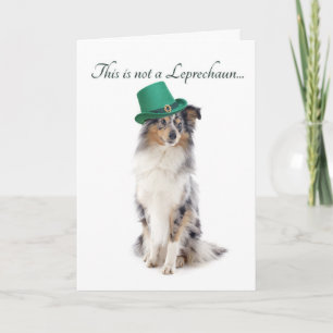 Tarjeta Funny Sheltie St. Patrick's Day Card
