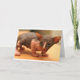 Tarjeta Funny sphynx kitten