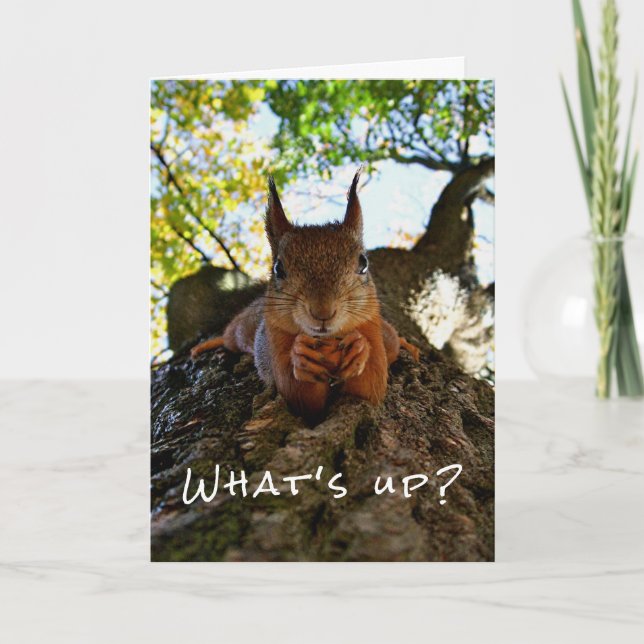 Tarjeta Funny Squirrel Cute Animals Hello There from Hi (Anverso)