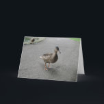 Tarjeta Funny Waddling Duck Birthday Card<br><div class="desc">Esta bonita tarjeta muestra una fotografía de un divertido pato remando a través de un camino de hormigón. Este pájaro descarado había salido de un estanque y estaba en la búsqueda de algo de pan en un parque tranquilo.</div>