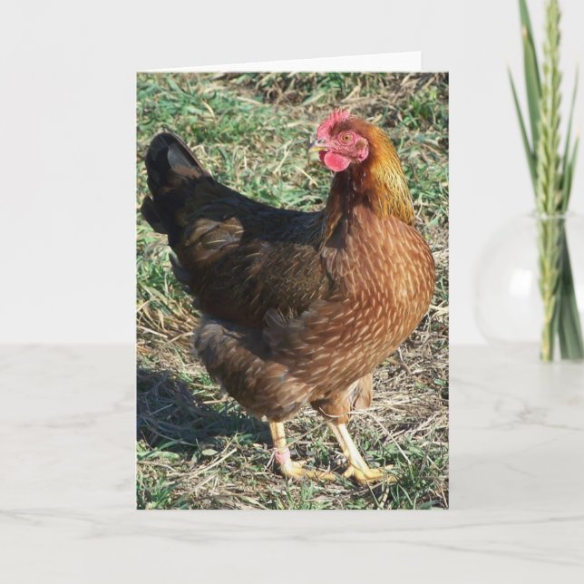 Tarjeta Gallina de Welsummer hacia fuera en la sol (Anverso)