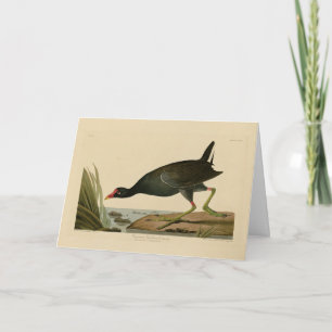 Tarjeta Gallinule común de los pájaros de América de Audub