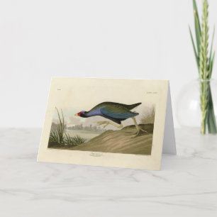 Tarjeta Gallinule púrpura de los pájaros de América de Aud