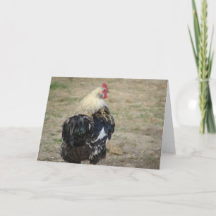 Tarjeta Gallo Araucana