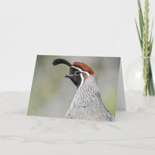 Tarjeta Gambel's Quail Notecard (Anverso)