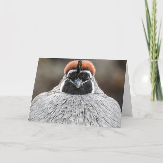 Tarjeta Gambel's Quail Notecard (Anverso)