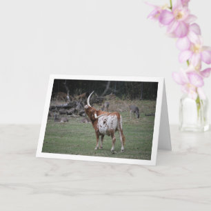 Tarjeta Ganado Longhorn de Texas