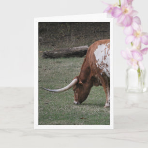 Tarjeta Ganado Longhorn de Texas