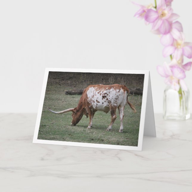 Tarjeta Ganado Texas Longhorn Pastando (Orquídea)