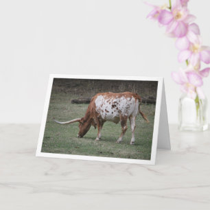 Tarjeta Ganado Texas Longhorn Pastando