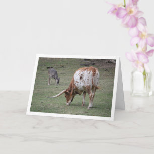 Tarjeta Ganado Texas Longhorn Pastando