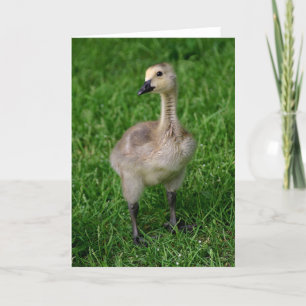 Tarjeta Ganso Gosling Notecard de Canadá
