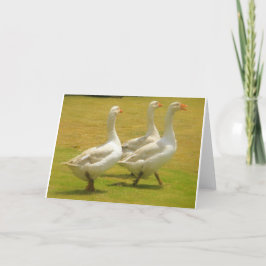 Tarjeta gansos