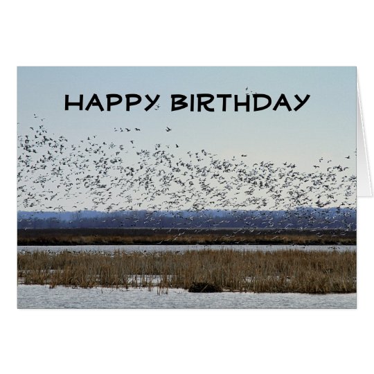 Tarjeta Gansos de nieve del feliz cumpleaños en el refugio