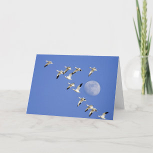 Tarjeta Gansos de nieve despegan el vuelo en Freezeout Lak