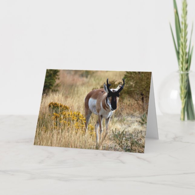 Tarjeta garabatos 742 (Anverso)