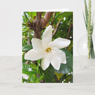 Tarjeta Gardenia hawaiana