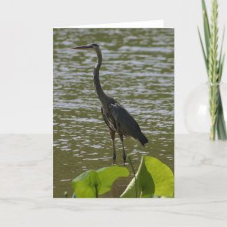 Tarjeta Garza de gran azul