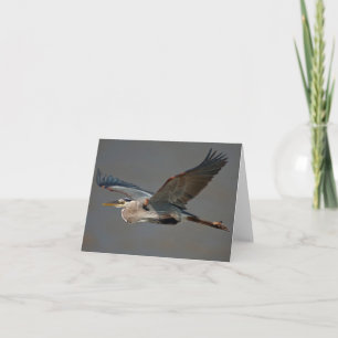Tarjeta Garza de gran azul en vuelo - (herodias del Ardea)