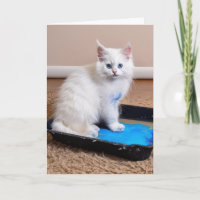 Gatito blanco en bandeja de pintura para el cumple