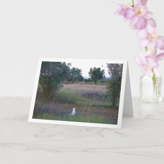 Tarjeta Gatito blanco en Campo (Orquídea)