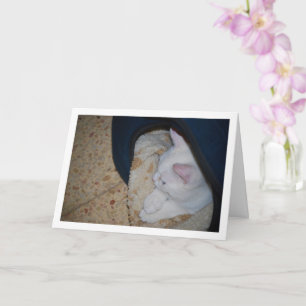 Tarjeta Gatito blanco en la cama de gato