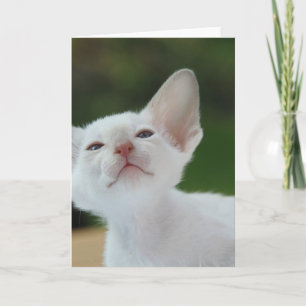 Tarjeta Gatito blanco siamés