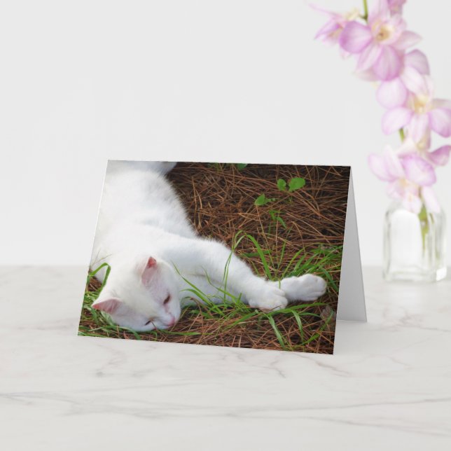 Tarjeta Gatito blanco sobre agujas de pino (Orquídea)