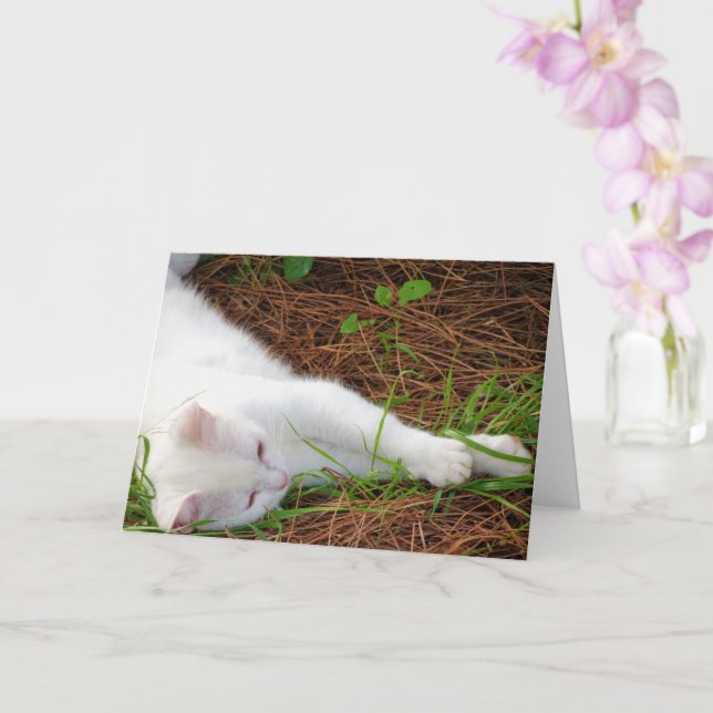 Tarjeta Gatito blanco sobre agujas de pino (Orquídea)