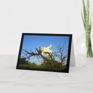 Tarjeta Gatito blanco torpe en almendro
