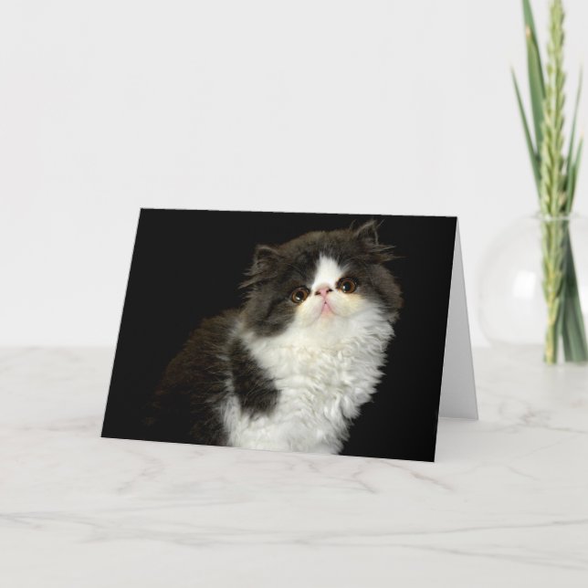 Tarjeta Gatito blanco y negro (Anverso)