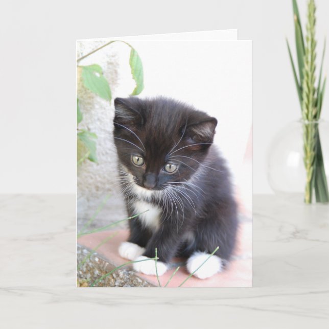 Tarjeta Gatito blanco y negro (Anverso)