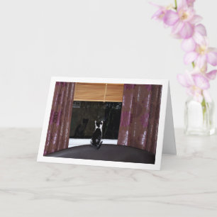 Tarjeta Gatito blanco y negro en la ventana