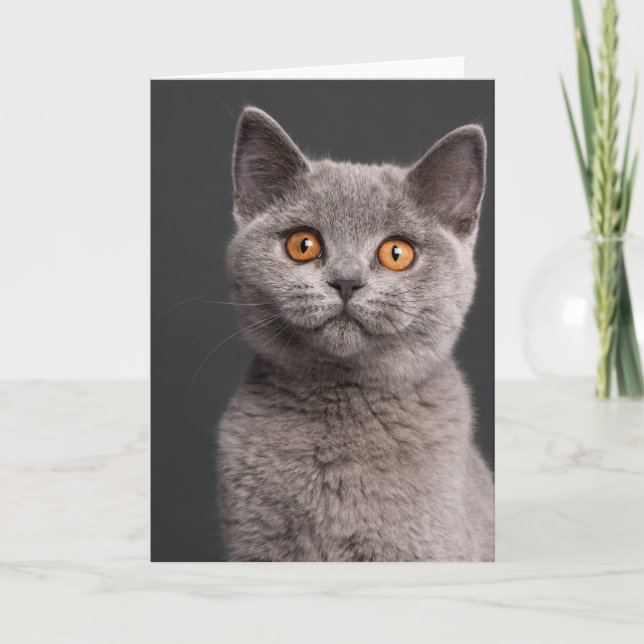 Tarjeta Gatito británico de Shorthair (3 meses de edad) (Anverso)