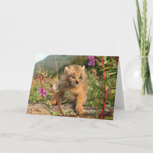 Tarjeta Gatito de lince canadiense, Alaska