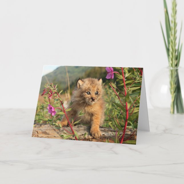 Tarjeta Gatito de lince canadiense, Alaska (Anverso)