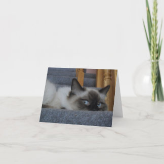 Tarjeta Gatito de Ragdoll