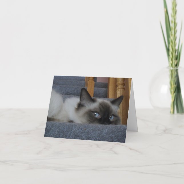 Tarjeta Gatito de Ragdoll (Anverso)