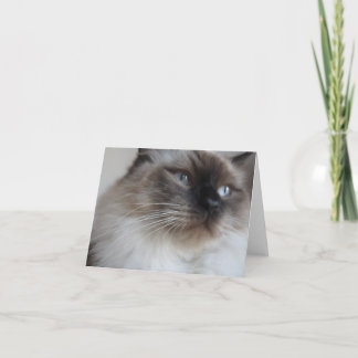 Tarjeta Gatito de Ragdoll