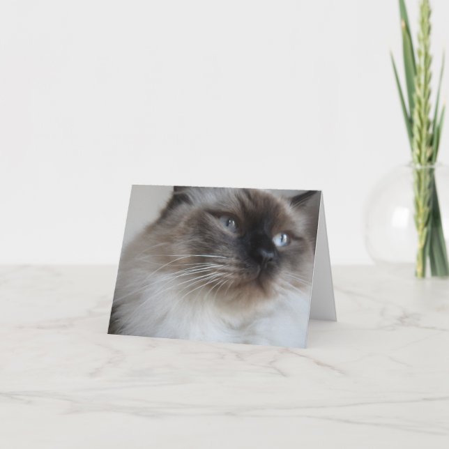 Tarjeta Gatito de Ragdoll (Anverso)