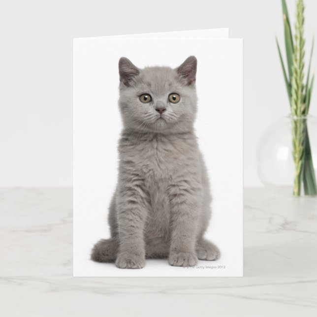 Tarjeta Gatito de Shorthair británico (10 semanas de edad) (Anverso)