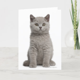 Tarjeta Gatito de Shorthair británico (10 semanas de edad)